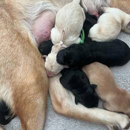 Black Boy 3 - Black male Labrador Retriever puppy in Bend, Oregon from Stirpe Corleone Labradors