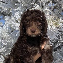 Goldendoodle Puppies from Tambre's Goldendoodles
