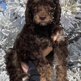 Goldendoodle Puppies from Tambre's Goldendoodles