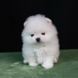 AKC Pippa - Cream female Pomeranian puppy in Pavilion, New York from Calverton Pomeranians