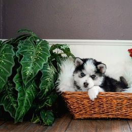 Pomsky Puppies from Arctic Star Pomskies