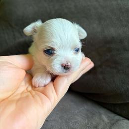 Puppy 5 - Cream and white female Chihuahua puppy in Springfield, Missouri from Casadelopez Tails