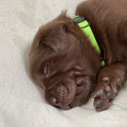 Dilute Retriever Puppies from Virdin’s Silver Labs