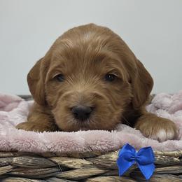 Blue Female - Apricot female Goldendoodle puppy in Great Falls, Montana from Montana Goldendoodles