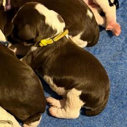 Yellow - Liver and white male English Springer Spaniel puppy in St. Louis, Missouri from Three Doves