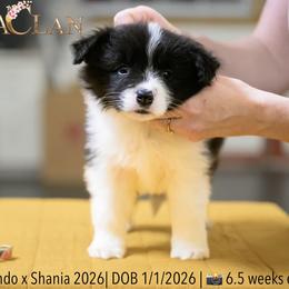 Girl 1 - Black and white female Border Collie puppy in Bryantown, Maryland from Bellaclan Border Collies