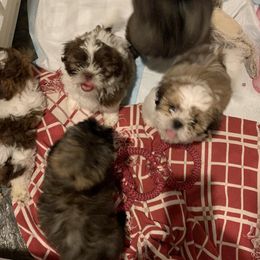 Shih Tzus from Poppy’s Shih Tzu Palace