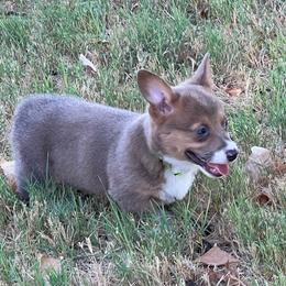 Lulu - AKC - Sable female Pembroke Welsh Corgi puppy in Millsap, Texas from BJ's Blessings