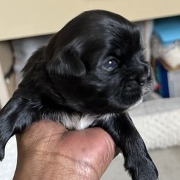 Maltese, Pomeranian, Shih Tzu, and Yorkshire Terrier Puppies from Gibbs Gorgeous Paws LLC