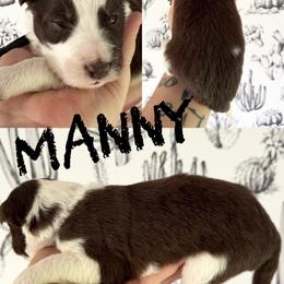 Manny - Red male Border Collie puppy in Sanger, California from Flying M Cactus Ranch Buddies