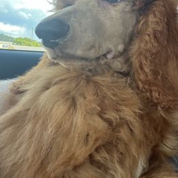 Boy 5 - Red  Poodle puppy in Oxford, Alabama from Posh Poodles Alabama