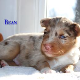 Bean - Red merle male Australian Shepherd puppy in Coldwater, Michigan from Northern Star Australian Shepherds