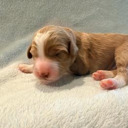 Green Puppy - male Golden Mountain Doodle puppy in Fulshear, Texas from Summer Conner