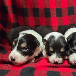 Boys - Tri-color male Border Collie puppy in Pennsylvania from Winter Creek Border Collies