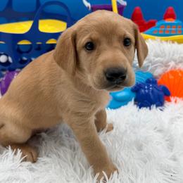 Pink - Yellow female Labrador Retriever puppy in Heath Springs, South Carolina from Rich Hill Retrievers