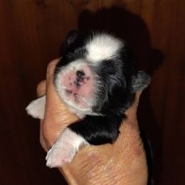Rollie - Black and white male Shih Tzu puppy in Palmyra, New York from Karen's Tzus of Palmyra-Macedon