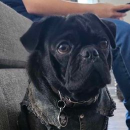 Companion Crosses, French Bulldogs, and Pugs from French bulldog Pugs of TN