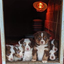 Australian Shepherd Puppies from Rockin' Aussies