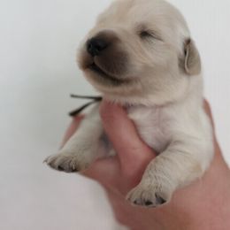 Second male - Golden male Golden Retriever puppy in Lemoore, California from UnrivaledGoldens