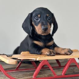 Dachshund Puppies from Mare-Bella Smoothcoat Edition