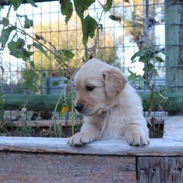 John - Golden male Golden Retriever puppy in Great Falls, Montana from VS Golden Fields