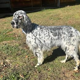 Gin - English Setter