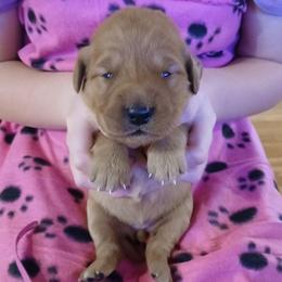 Pink - Dark golden female Golden Retriever puppy in Lanesboro, Minnesota from Eagle Ridge Golden Retrievers