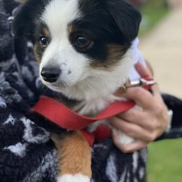 Toy Australian Shepherd Puppies from Kickapoo Creek Toy Aussies