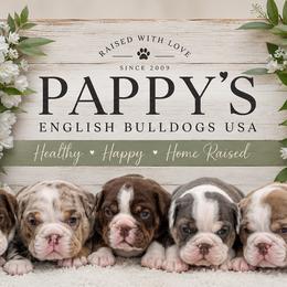 Bulldog puppies from Pappy's Bulldogs