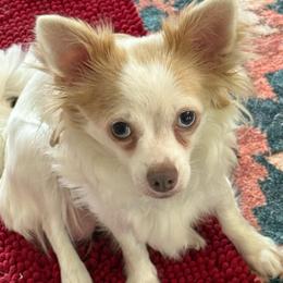 Monica - Chihuahua