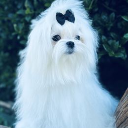Elsa - Maltese