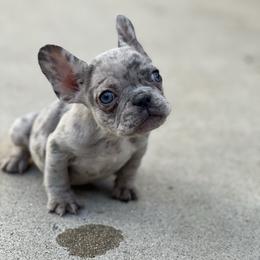 Tinker bell - French Bulldog
