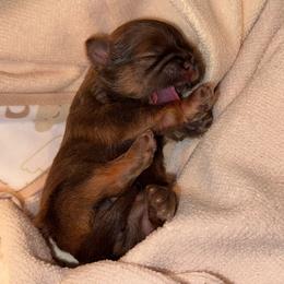 Molly - Chocolate and tan female Shih Tzu puppy in Albany, New York from Precious Shihpoo’s and Luxurious Shih Tzu’s