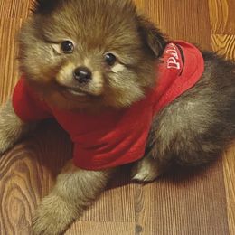 Pomeranians from Juliana's Pomeranians