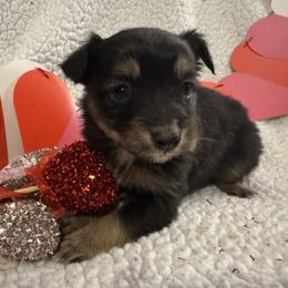 Holly - Black tri female Toy Australian Shepherd puppy in Morganfield, Kentucky from 4T Toy and Mini Australian Shepherds