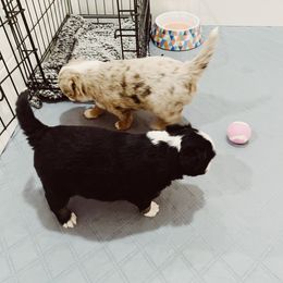 Miniature Australian Shepherd and Toy Australian Shepherd Puppies from Mesquite Tree Aussies