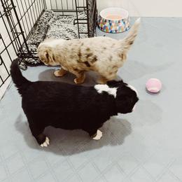 Miniature Australian Shepherd and Toy Australian Shepherd Puppies from Mesquite Tree Aussies