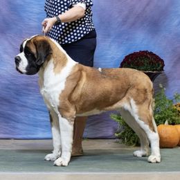 Diesel - Newfoundland