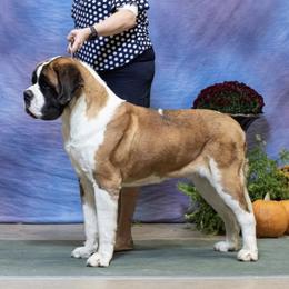 Diesel - Newfoundland
