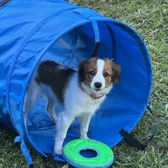 Nederlandse Kooikerhondje Puppies from Blazing Kooikerhondjes