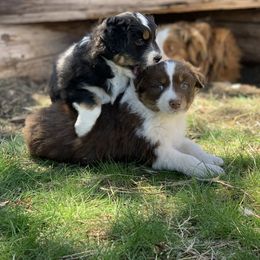 Australian Shepherd Puppies from RMW Ranch Australian Shepherds
