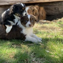 Australian Shepherd Puppies from RMW Ranch Australian Shepherds