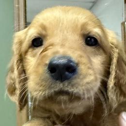 Rosie - Dark golden female Golden Retriever puppy in Princeton, Minnesota from Bewitched Goldens