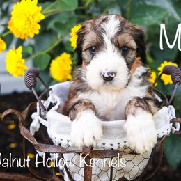 Bernedoodle Puppies from Walnut Hollow Kennels