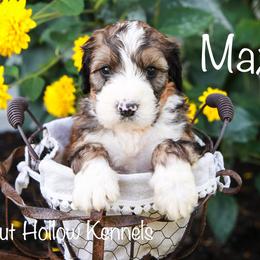 Bernedoodle Puppies from Walnut Hollow Kennels