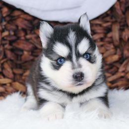 Pomsky Puppies from Palm Tree Pomskies