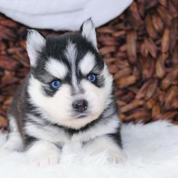 Pomsky Puppies from Palm Tree Pomskies