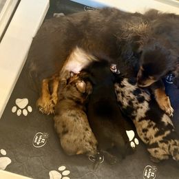 Dachshund Puppies from M&M’s Mini Dachshunds