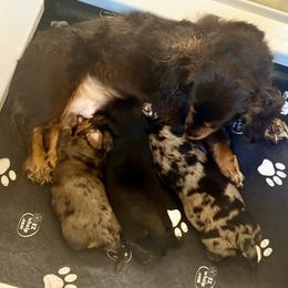 Dachshund Puppies from M&M’s Mini Dachshunds