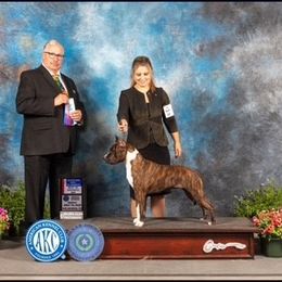 American Staffordshire Terrier All Grown Up from Explicit Amstaffs Of New England